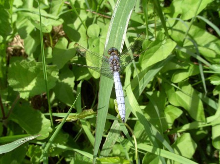 Orthetrum brunneum mâle